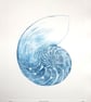 Chambered nautilus cross section sea shell original drypoint etching - Image 1