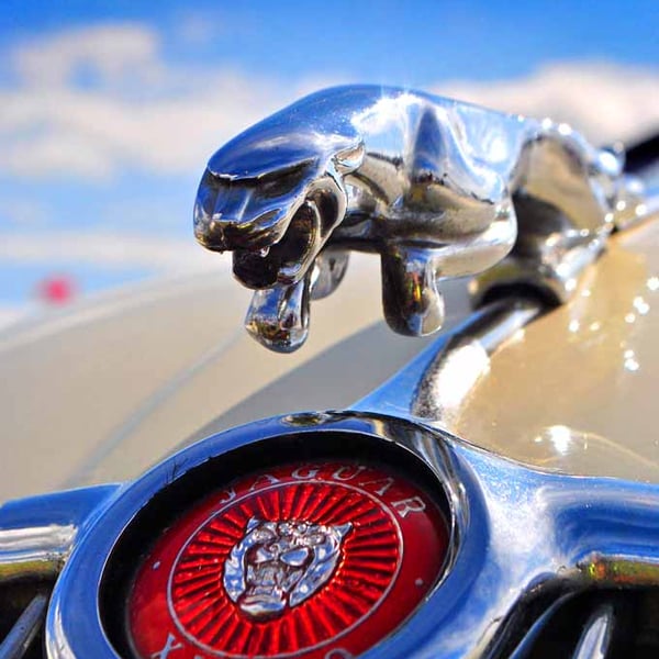 Jaguar Leaper Leaping Cat Photograph Print