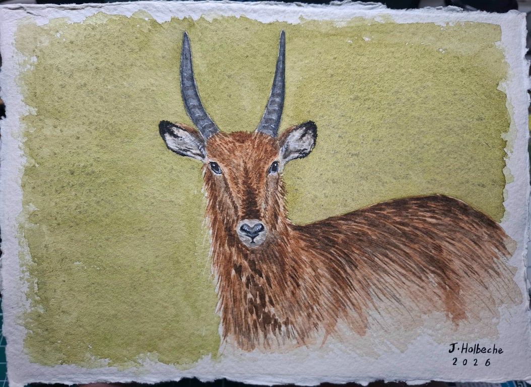Waterbuck Original Watercolour Painting