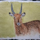 Waterbuck Original Watercolour Painting