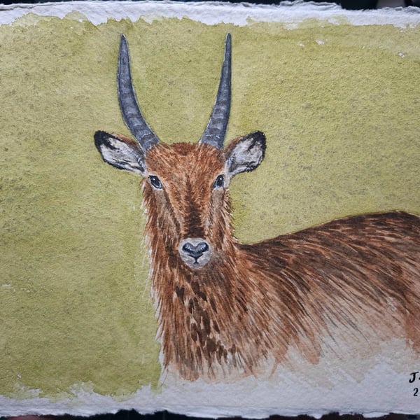 Waterbuck Original Watercolour Painting