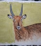 Waterbuck Original Watercolour Painting