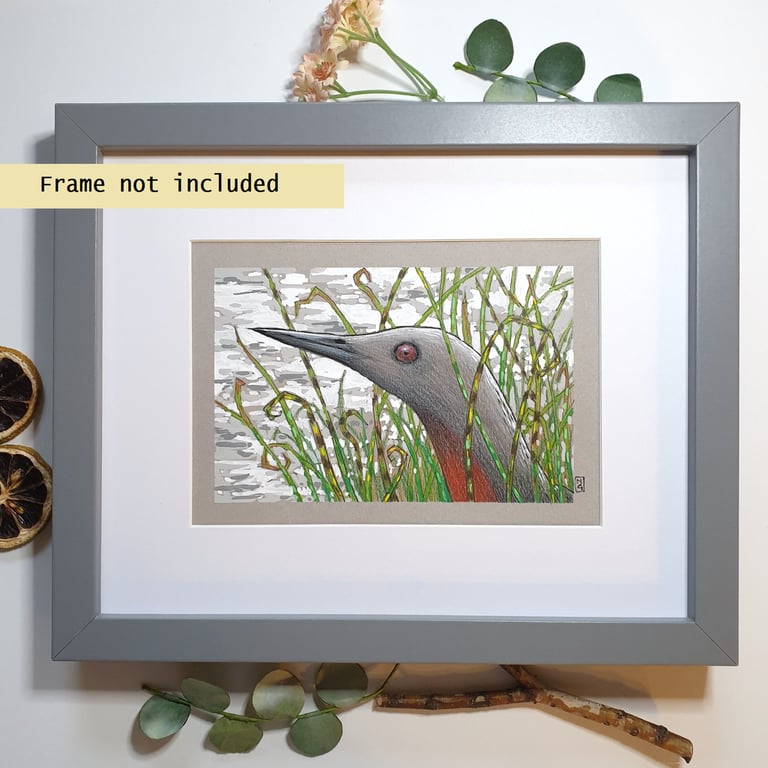 Red-Throated Diver bird portrait.  small bird drawing, original art gift