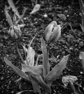 Tulips (B&W 2)