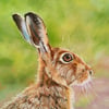 'Hare' - original pastel drawing