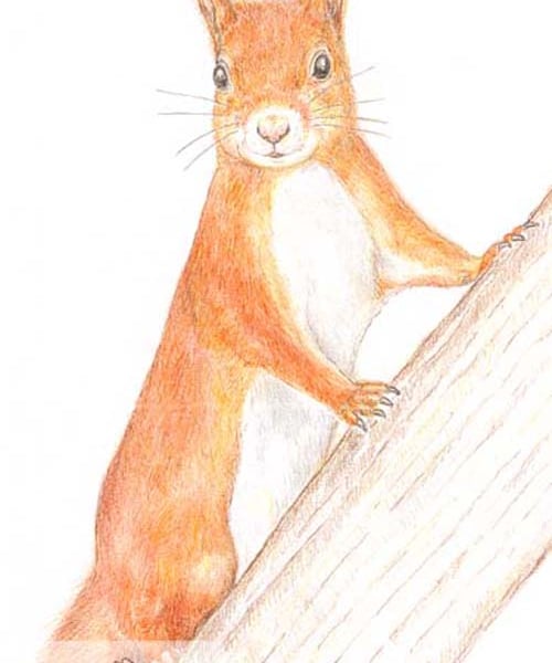 Red Squirrel - Birthday Card