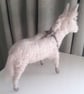 Donkey   - Image 6