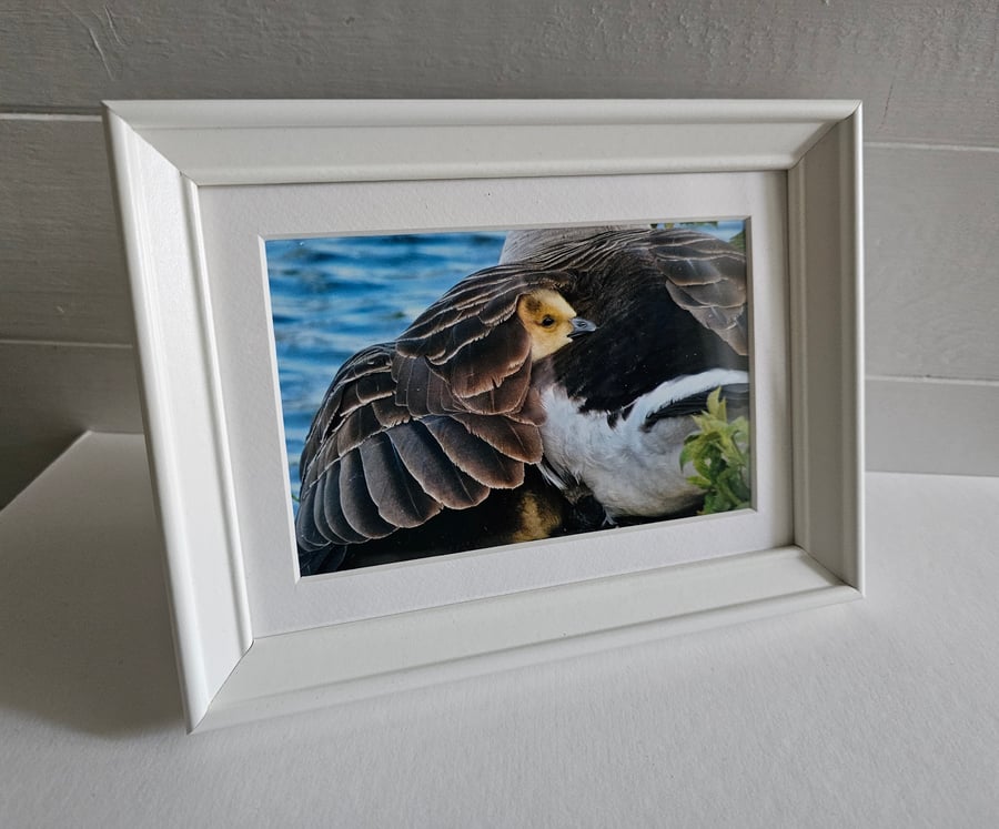 Under Mother's Wing, Canada Gosling Photo Print in Small White Frame with Mount 