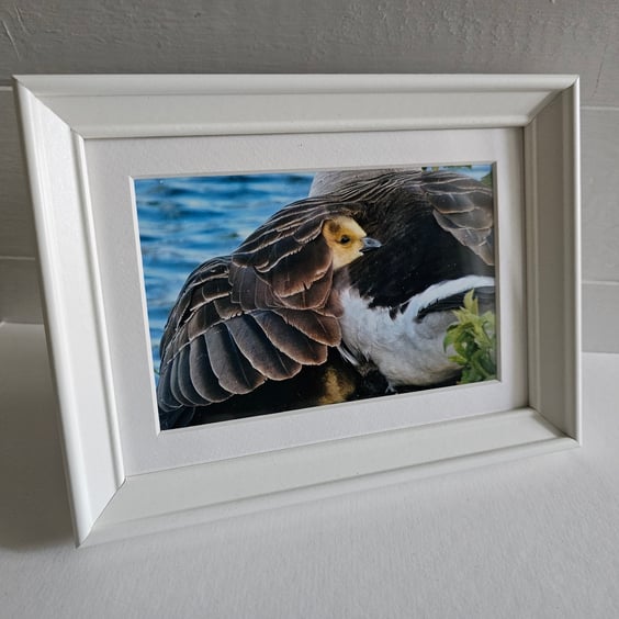 Under Mother's Wing, Canada Gosling Photo Print in Small White Frame with Mount 