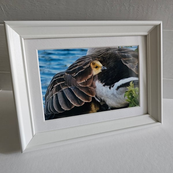 Under Mother's Wing, Canada Gosling Photo Print in Small White Frame with Mount 