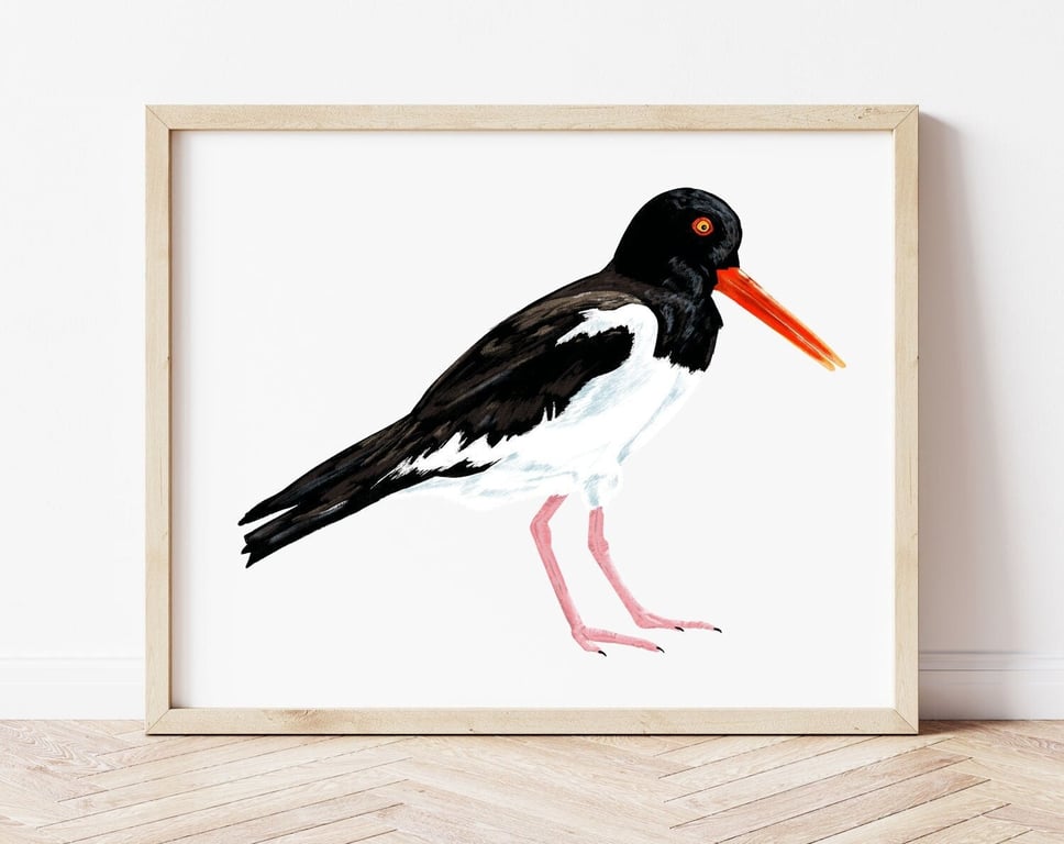 Oystercatcher Print, Illustrated Art Print