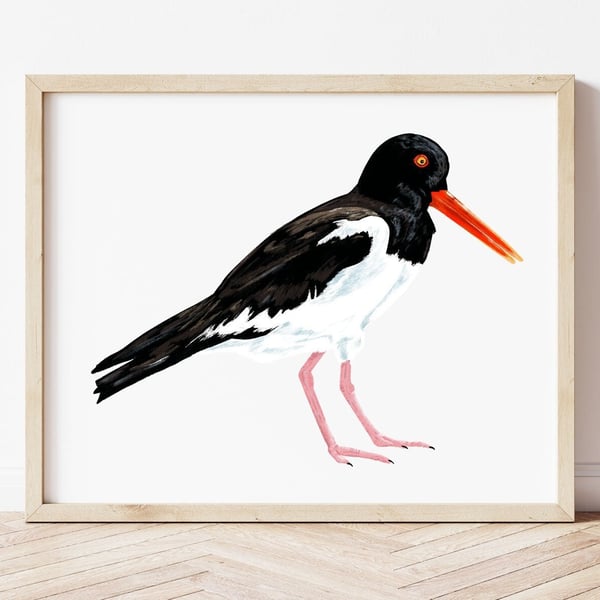 Oystercatcher Print, Illustrated Art Print