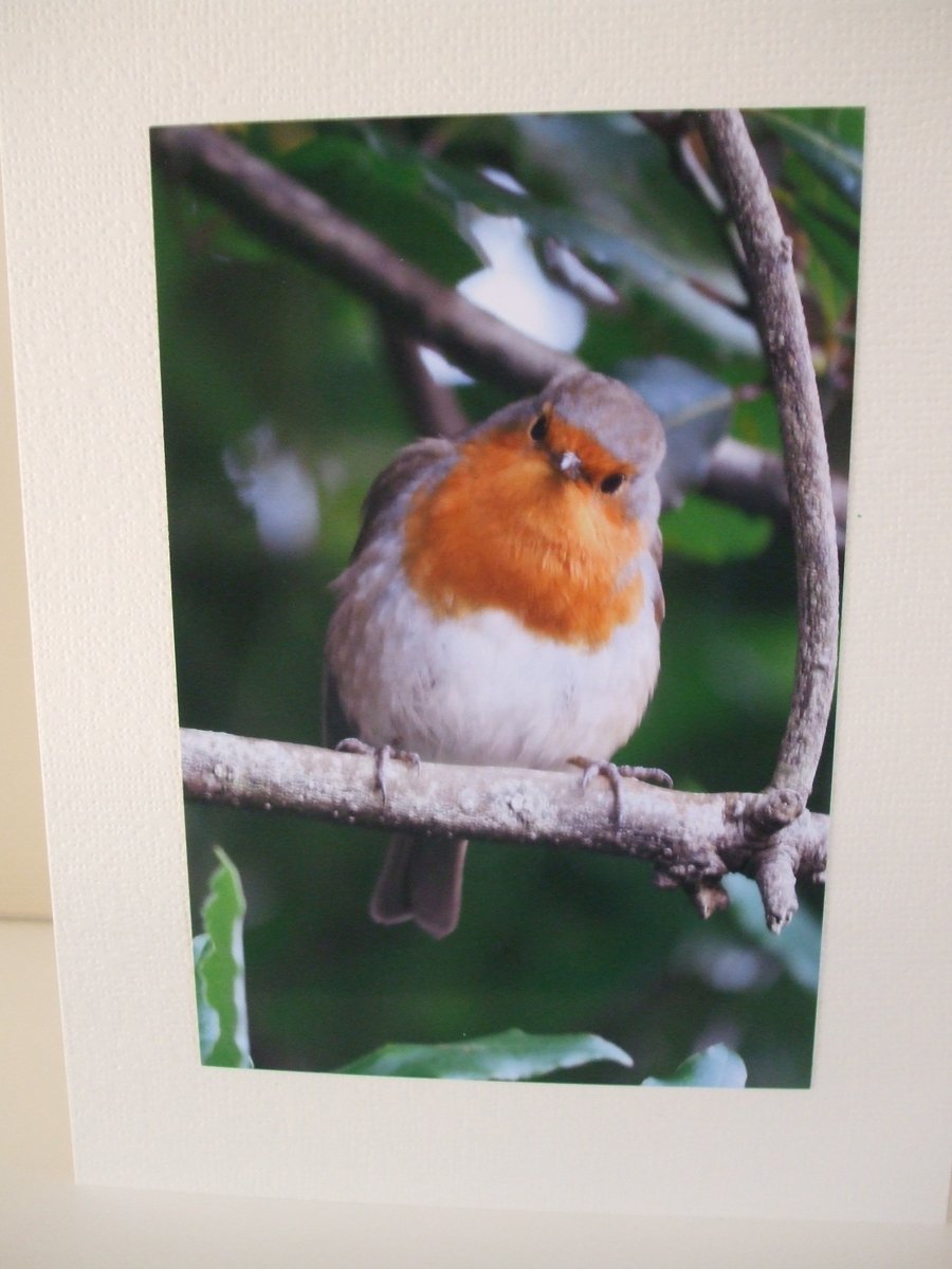 Photographic card of a Robin.