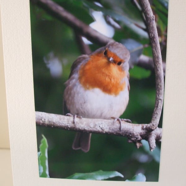 Photographic card of a Robin.