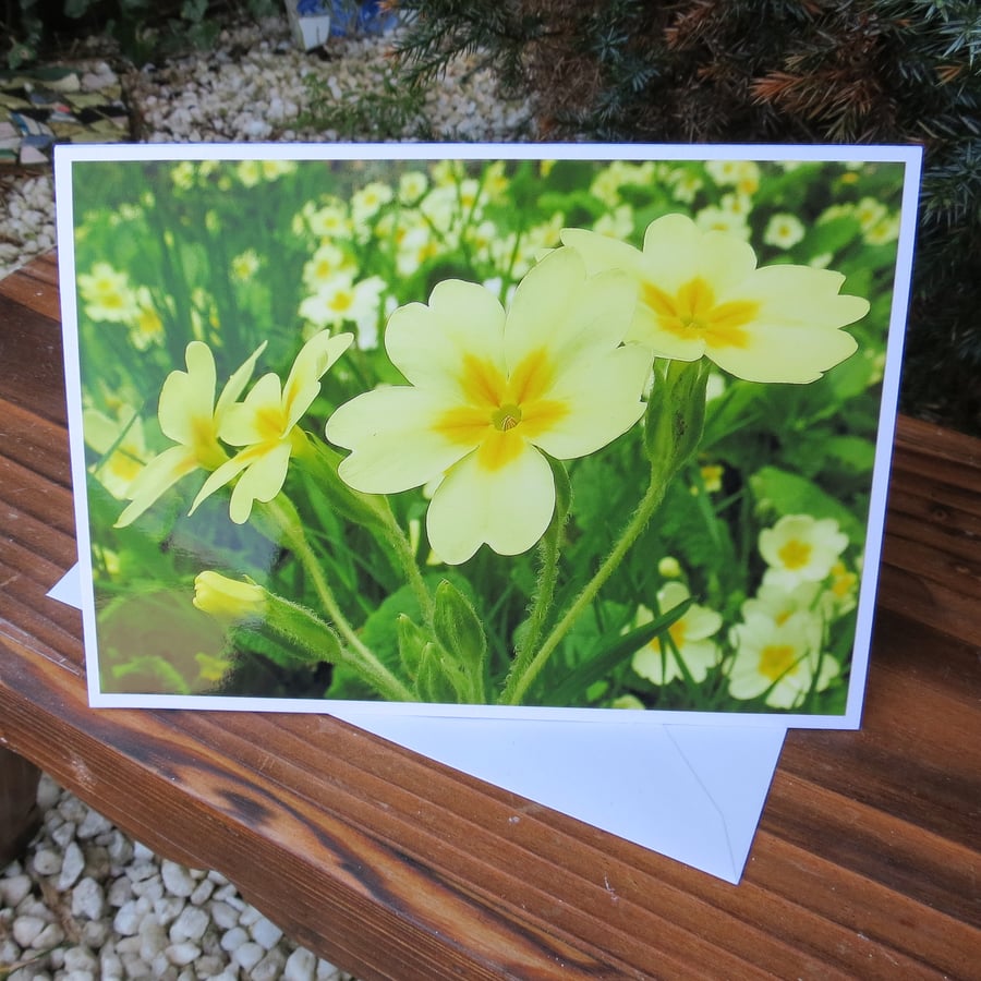Primrose in bloom.  A card featuring an original photograph.  Blank inside.
