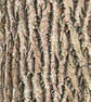 Greetings Card - Blank - Ash Tree Bark - Image 3