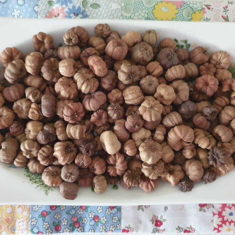 Dried Baby Pumpkins Autumn Potpourri Scented with Pumpkin Spice