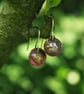 Small Red Moon Dangle Earrings - Image 7