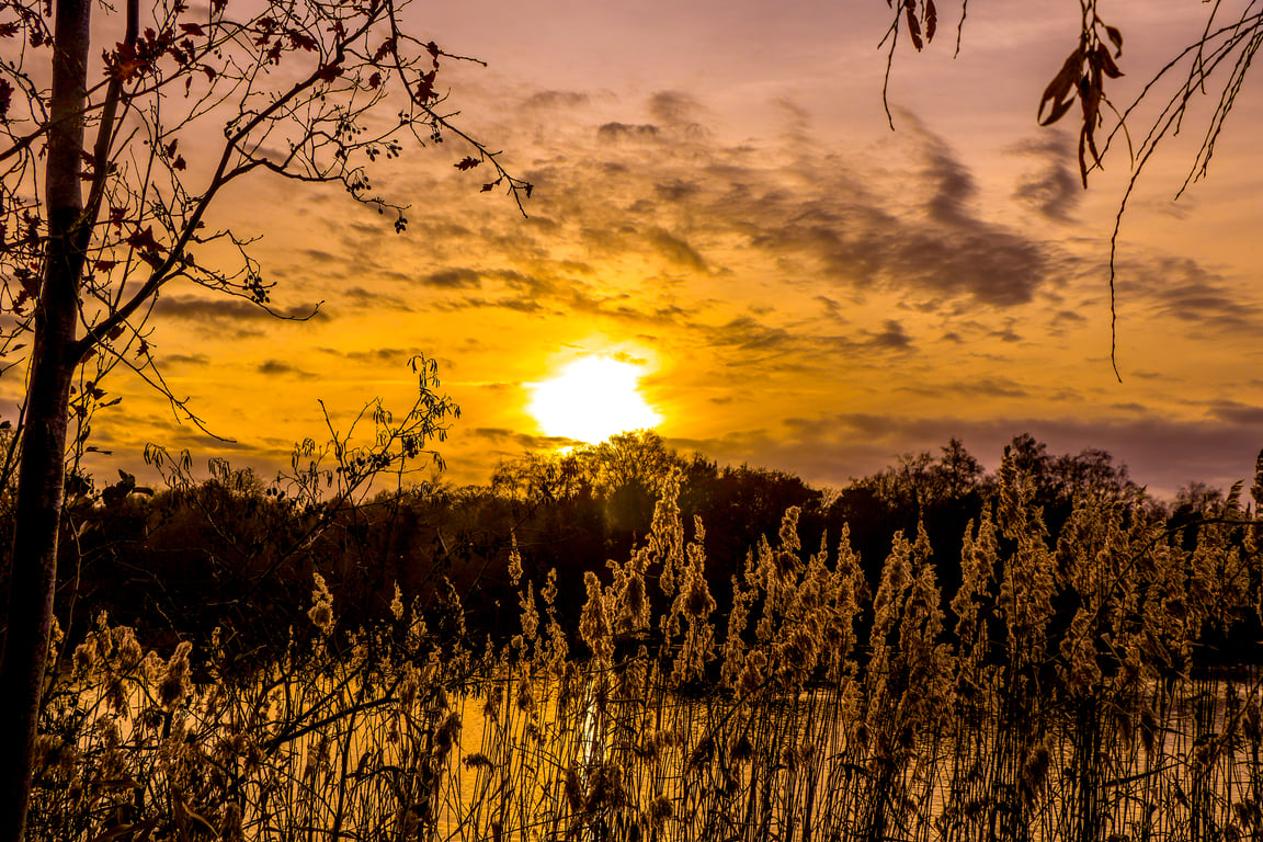 Countryside Collection - Reedbed Sunset - Photographic Mounted Image