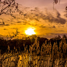 Countryside Collection - Reedbed Sunset - Photographic Mounted Image