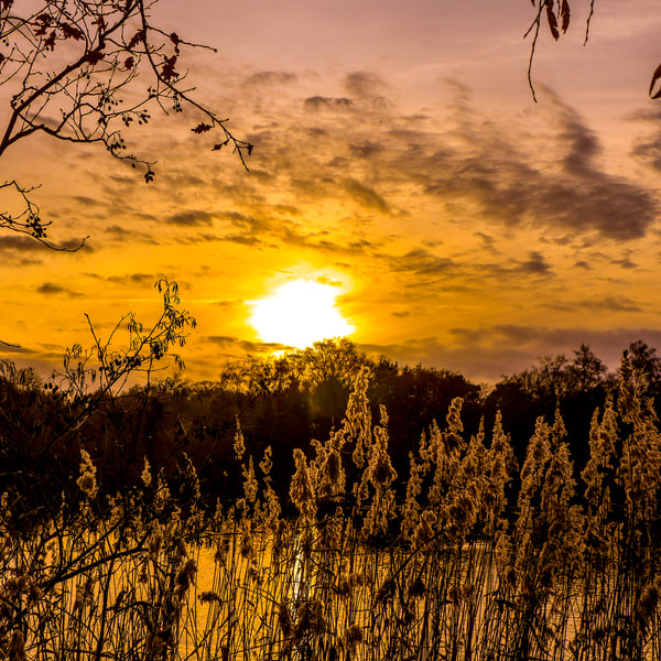 Countryside Collection - Reedbed Sunset - Photographic Mounted Image