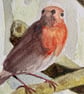 Robin bird (original watercolour painting)