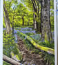 The ringing of the bells- bluebell wood picture 