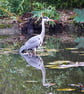 Grey Heron A5 Blank Greetings Card - Image 2