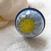 Real Daisy Flower Ring Nature Specimen Wearable Art - Daisy - One Size