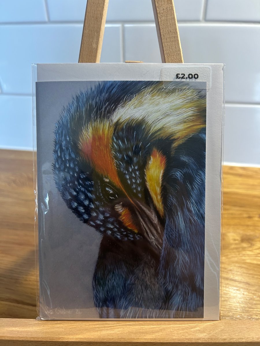 Small Kingfisher Preening Card