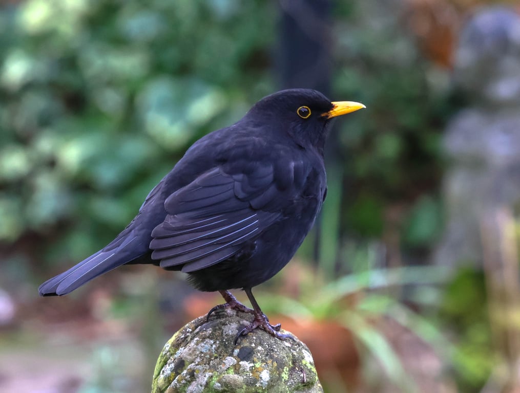 British Garden Birds Greetings Card - Blackbird Photography - Blank Inside.