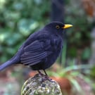 British Garden Birds Greetings Card - Blackbird Photography - Blank Inside.