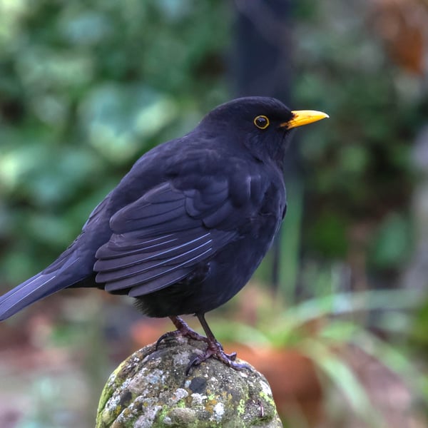 British Garden Birds Greetings Card - Blackbird Photography - Blank Inside.