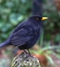 British Garden Birds Greetings Card - Blackbird Photography - Blank Inside.