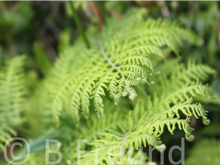 Ferns (Archival Print)