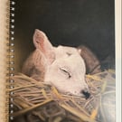 Rest Little One, Lamb Notebook, Sketch