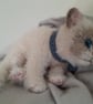 Ragdoll Kitten, dotpebblesknits Design - Image 8