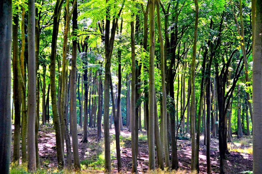 Blackwood Forest Winchester Hampshire Photograph Print