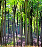 Blackwood Forest Winchester Hampshire Photograph Print