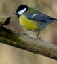 Ethically Made A6 Bird Greetings Cards - Pack of 8 - Image 2