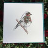 Rose hip Robin 