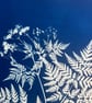 Sweet Cicely in Cyanotype, Botanical gift. Floral Gift - Image 4