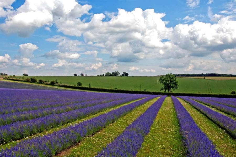 Lavender Field Purple Flowers Cotswolds Photograph Print