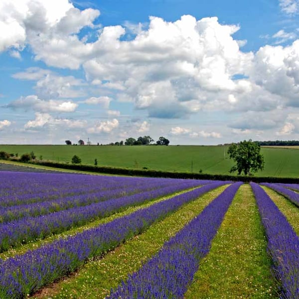 Lavender Field Purple Flowers Cotswolds Photograph Print