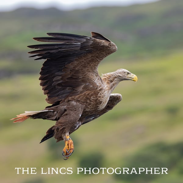 White Tailed Eagle in flight print (Limited edition of 10)