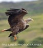 White Tailed Eagle in flight print (Limited edition of 10) - Image 1