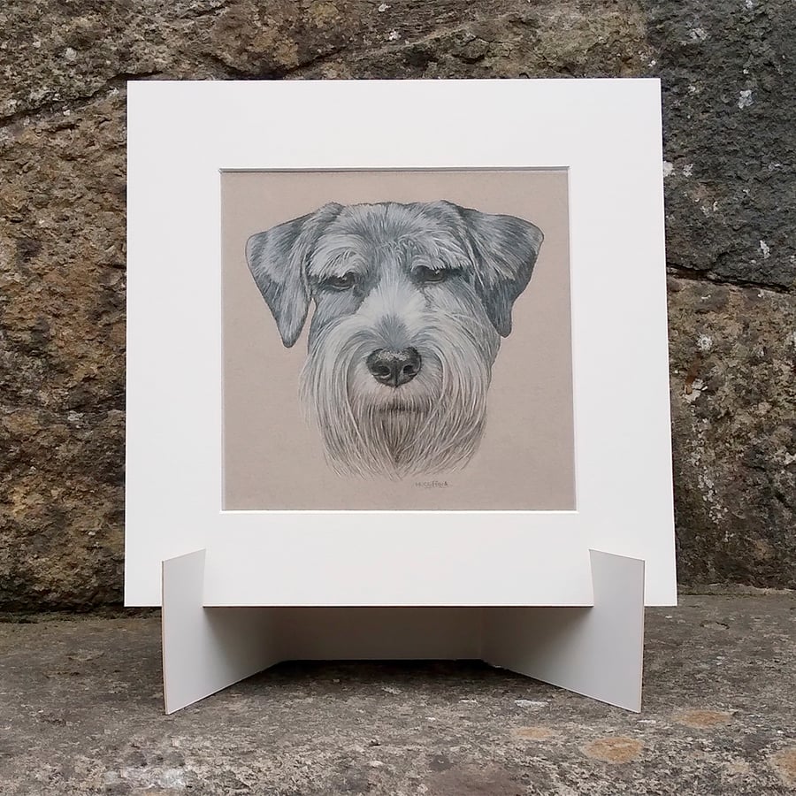 Schnauzer Dog Original Coloured Pencil Drawing