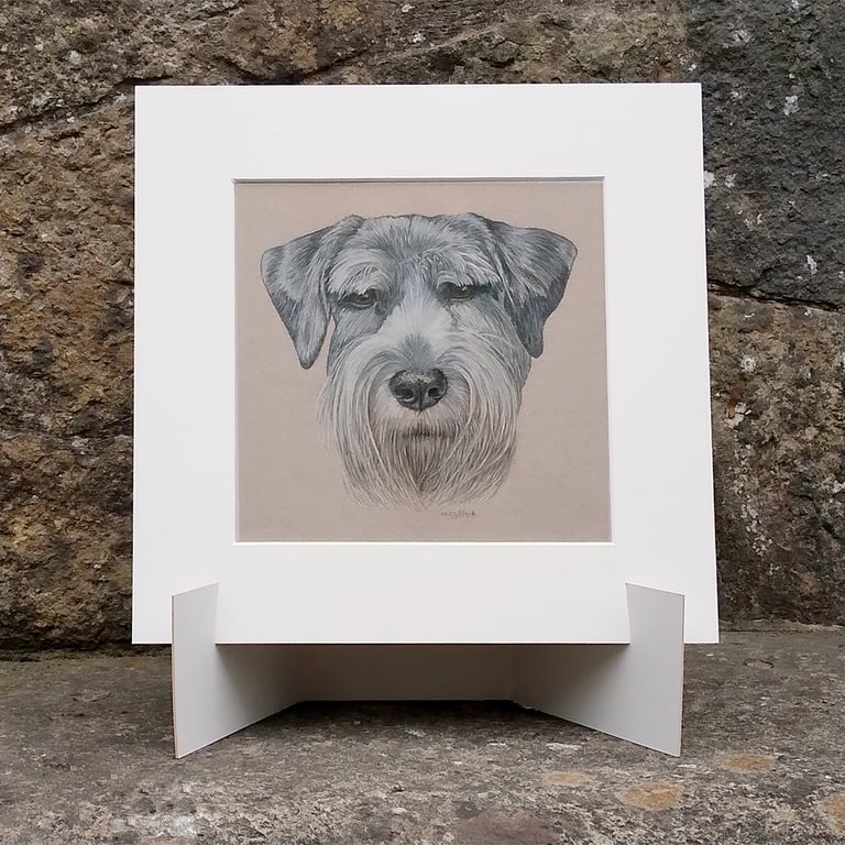 Schnauzer Dog Original Coloured Pencil Drawing