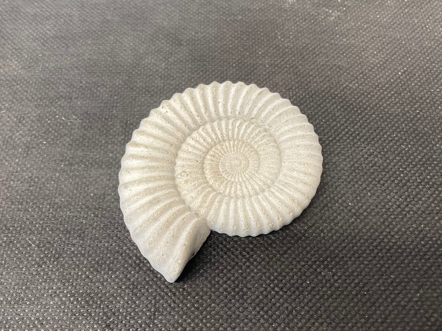   Ammonite Hand-CastFossil  detailed reconstituted stone ammonites design  1.2