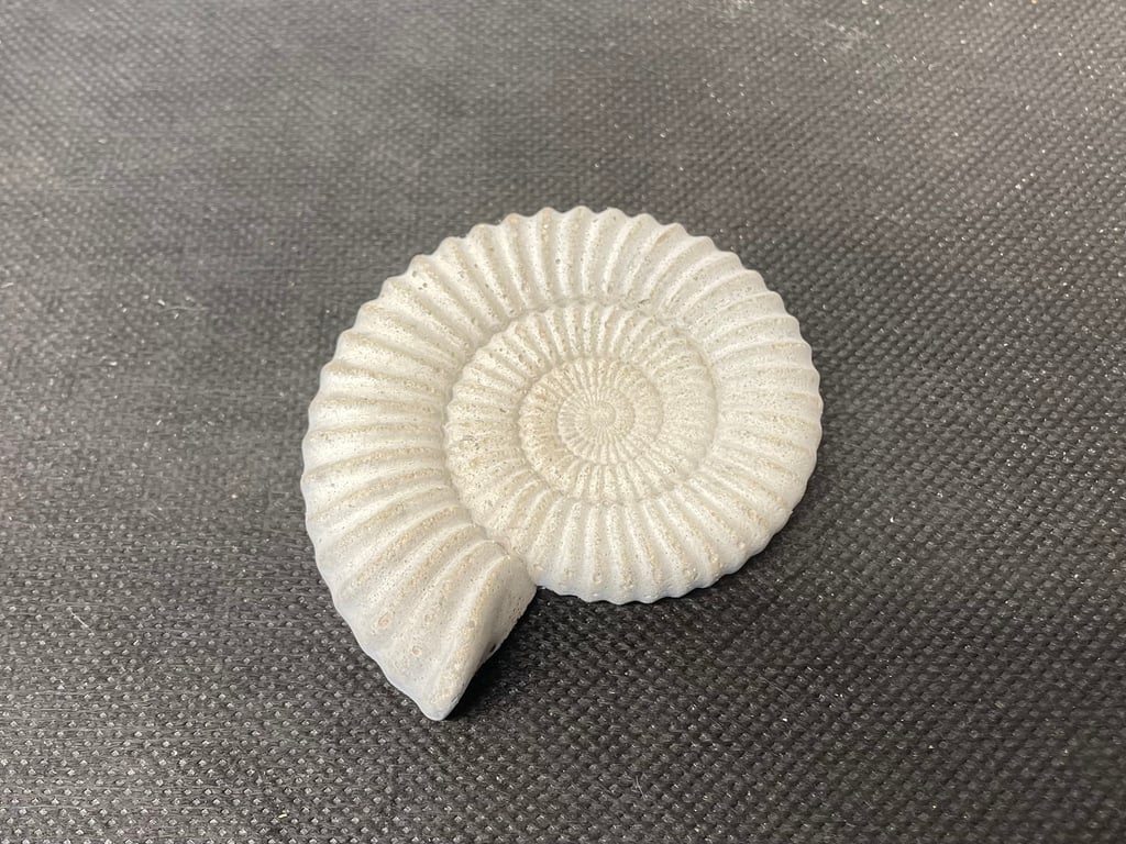  Ammonite Fossil  detailed reconstituted stone ammonites design  1-2